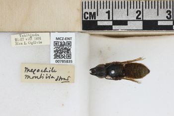 Media type: image;   Entomology 785835 Aspect: labels